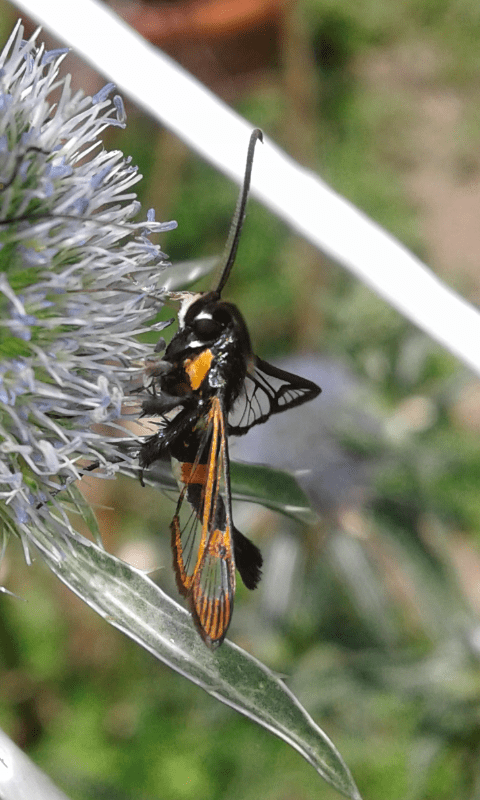 Sesiidae: Synanthedon myopaeformis ? S